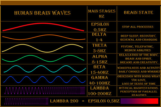 Human brain waves. Basic levels of brain wave frequencies. Processes and states of the brain.