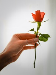 rose in hand - obrazy, fototapety, plakaty