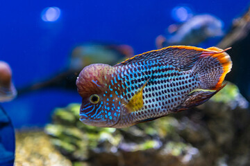 fish in aquarium