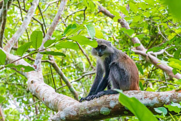 Photo of Red Colobus Piliocolobus tephrosceles sitting on branch. Zanzibar, Tanzania