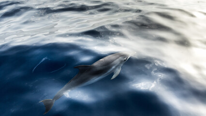 A group of friendly dolphins swims along a whale watching boat, on the beautiful and blue Tenerife...