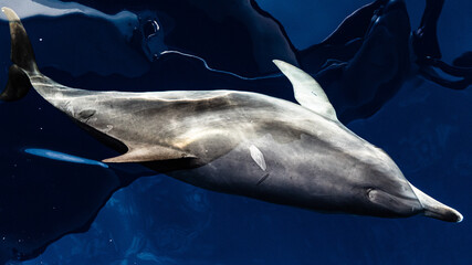 A group of friendly dolphins swims along a whale watching boat, on the beautiful and blue Tenerife...