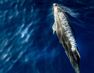 Naklejka premium A group of friendly dolphins swims along a whale watching boat, on the beautiful and blue Tenerife Sea in Spain, Atlantic ocean