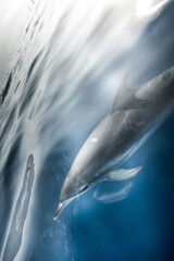 A group of friendly dolphins swims along a whale watching boat, on the beautiful and blue Tenerife Sea in Spain, Atlantic ocean