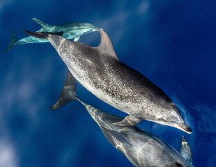 A group of friendly dolphins swims along a whale watching boat, on the beautiful and blue Tenerife Sea in Spain, Atlantic ocean © Rui