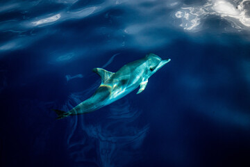 A group of friendly dolphins swims along a whale watching boat, on the beautiful and blue Tenerife Sea in Spain, Atlantic ocean