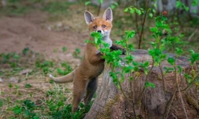 young fox in the grass