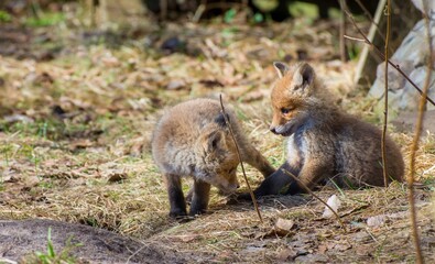 Fototapeta premium red fox in the wild