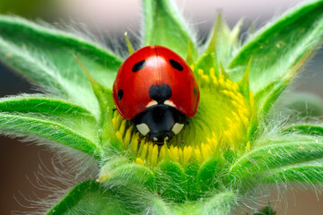 Beautiful ladybug on leaf defocused background © blackdiamond67