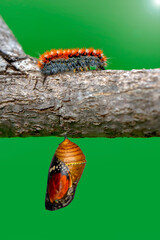 Amazing moment ,butterfly from caterpillar  and pupa 