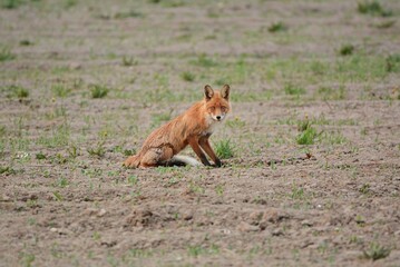 red fox in the grass