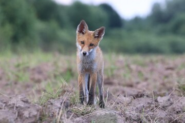 fox in the wild