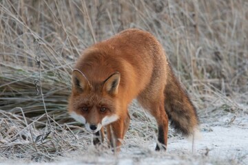 red fox in the snow