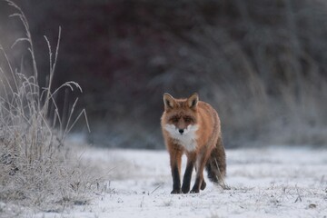 fox in the snow