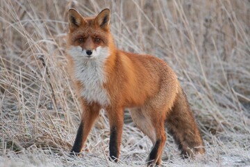 red fox vulpes in the snow