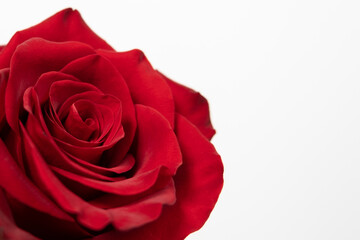 Red rose on white background. Close up. Copy space on right.