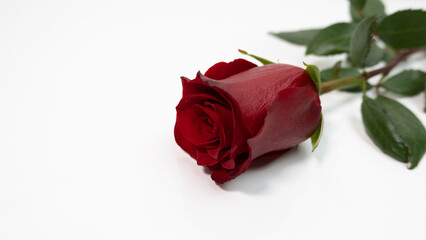 Romantic red rose on white background.