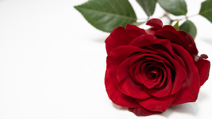 Red rose on white background. Copy space on left.