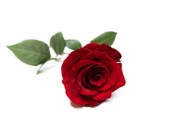 Red rose on a white background. Closeup on petals.