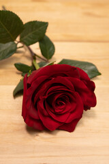 Single red rose on wooden background. Close up, vertical aspect ratio.