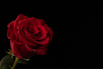 Red rose on black background. Copy space on right.