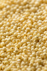 Raw Dry Organic Millet Grain