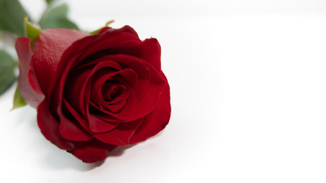 Red rose on white background. Closeup. Copy space.