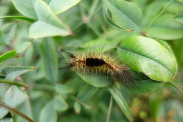 Furry Little Caterpillar