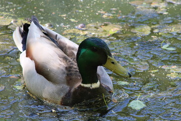 Duck swimming dropplets