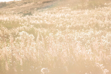 View of wildflowers in the sunset