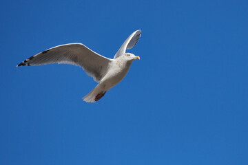 Silberm&ouml;we im Flug	