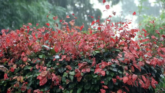 strong rain on beech hedge Fagus sylvatica 
