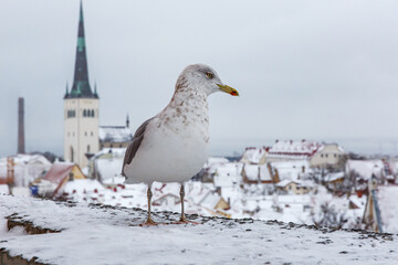 Bird over old european city in winter. Seagull in the port of Tallinn.