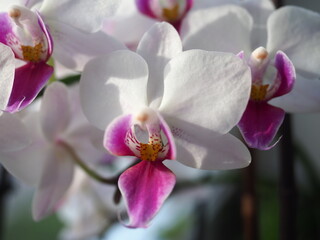 closed up photo of moth orchids (Phalaenopsis ) in white and purple

