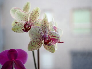 moth orchids (Phalaenopsis) blooming by the window