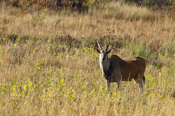 Naklejka na ściany i meble Eland Bull, Kruger National Park