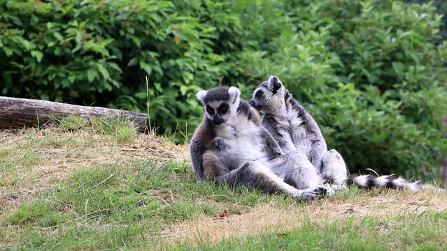 two lemur cattas sitting on grass
