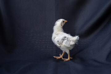 baby Hamburg Chicken is standing on dark cloth blue background.