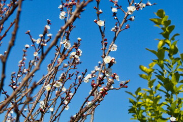 Beautiful and colorful apricot flower in full bloom