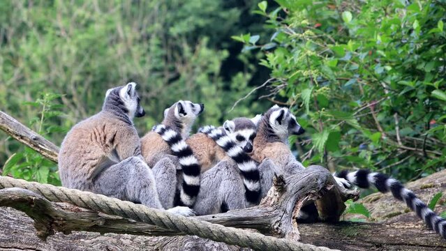Lemur Cattas In A Group Together on felled tree
