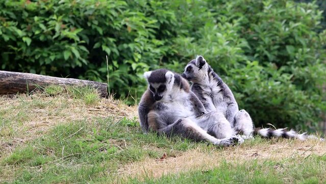 two lemur cattas sitting on grass
