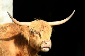 Portrait d'une vache Ecossaise