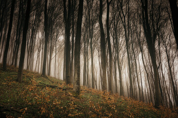 foggy woods in autumn, dark mysterious landscape