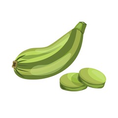 Vector illustration of zucchini isolated on white background