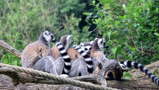 Lemur Cattas In A Group Together on felled tree
