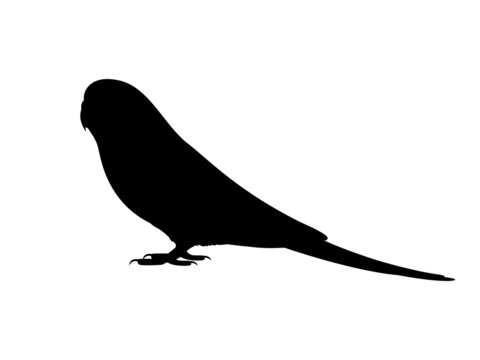 recommend clip art: Silhouette of a budgie