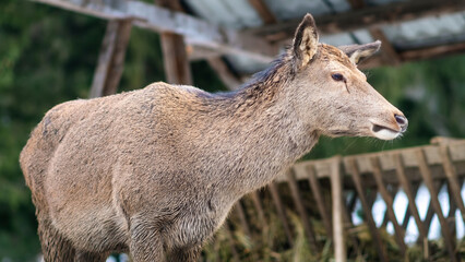 Doe near the forest in winter
