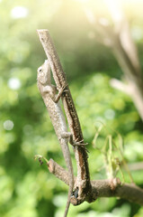 Chameleon transforms itself into the same color as the bark
