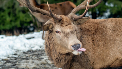 Deer on a snow-covered lawn in the Carpathians, Romania