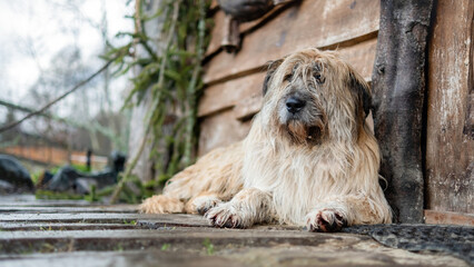A dog lying on the floor near the wooden house